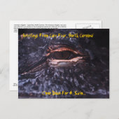 Post Card Greetings From Cape Fear, North Carol. Briefkaart (Voorkant / Achterkant)