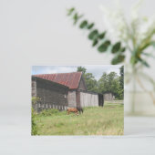 Post Card met twee paarden en schuur Briefkaart (Staand voorkant)