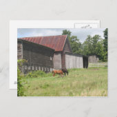 Post Card met twee paarden en schuur Briefkaart (Voorkant / Achterkant)