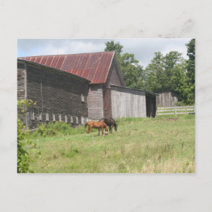 Post Card met twee paarden en schuur Briefkaart
