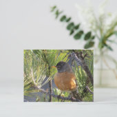 Post Card of a Robin Red Breast Briefkaart (Staand voorkant)