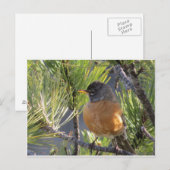 Post Card of a Robin Red Breast Briefkaart (Voorkant / Achterkant)