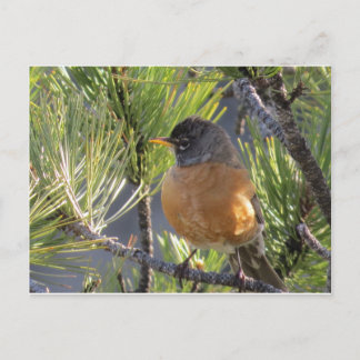 Post Card of a Robin Red Breast Briefkaart