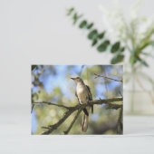 Post Card of Texas State Bird: Mockingbird Briefkaart (Staand voorkant)