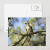 Post Card of Texas State Bird: Mockingbird Briefkaart (Voorkant / Achterkant)
