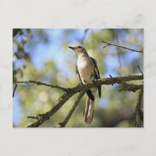 Post Card of Texas State Bird: Mockingbird Briefkaart