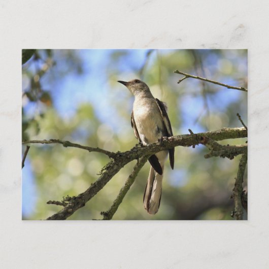Post Card of Texas State Bird: Mockingbird Briefkaart (Voorkant)