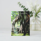 Post Kaart - Cypress Fan (Staand voorkant)