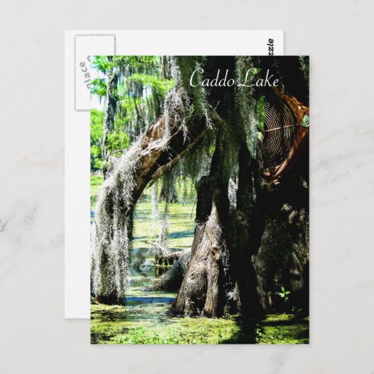 Post Kaart - Cypress Fan (Voorkant / Achterkant)