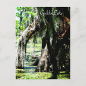 Post Kaart - Cypress Fan (Voorkant)