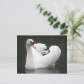 Post Kaart Swan Swimming (Staand voorkant)
