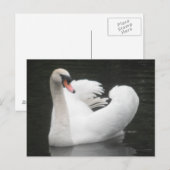 Post Kaart Swan Swimming (Voorkant / Achterkant)