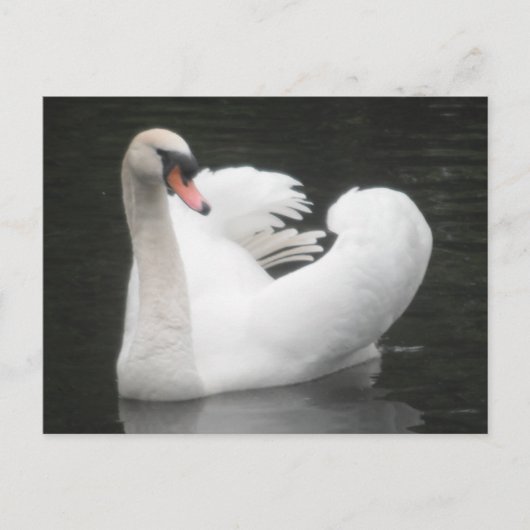 Post Kaart Swan Swimming (Voorkant)