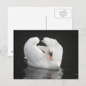 Post Kaart Swan Swimming (Voorkant / Achterkant)