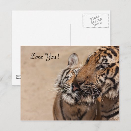 Post Kaart - Tijgers - Tiger Temple Thailand (Voorkant / Achterkant)