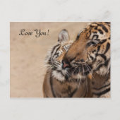 Post Kaart - Tijgers - Tiger Temple Thailand (Voorkant)