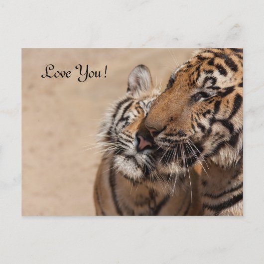 Post Kaart - Tijgers - Tiger Temple Thailand (Voorkant)