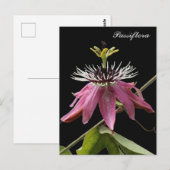 Postal de Passiflora Briefkaart (Voorkant / Achterkant)