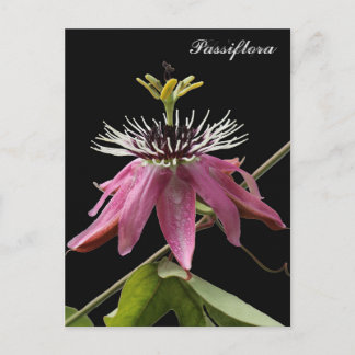Postal de Passiflora Briefkaart