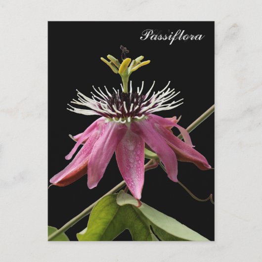 Postal de Passiflora Briefkaart (Voorkant)