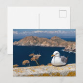 Postal gaviota en las Islas Cíes Briefkaart (Voorkant / Achterkant)