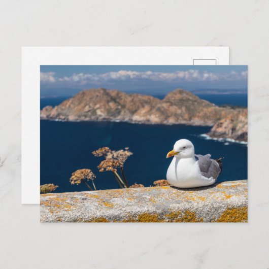 Postal gaviota en las Islas Cíes Briefkaart (Voorkant / Achterkant)