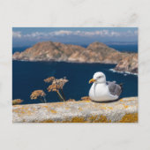 Postal gaviota en las Islas Cíes Briefkaart (Voorkant)