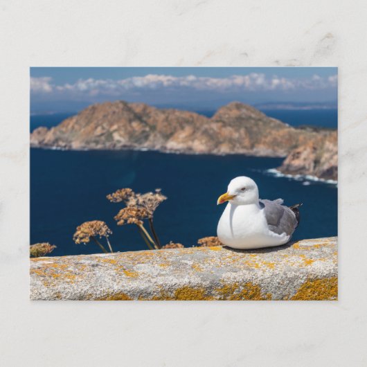 Postal gaviota en las Islas Cíes Briefkaart (Voorkant)