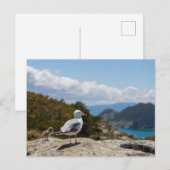 Postal gaviotas en las Islas Cíes Briefkaart (Voorkant / Achterkant)