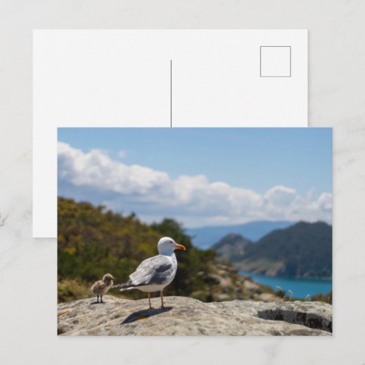 Postal gaviotas en las Islas Cíes Briefkaart (Voorkant / Achterkant)