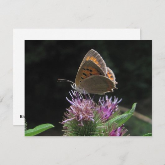 Postal mariposa briefkaart (Voorkant / Achterkant)