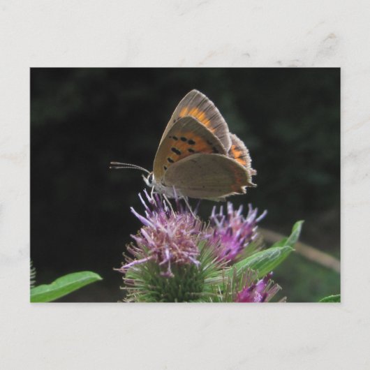 Postal mariposa briefkaart (Voorkant)