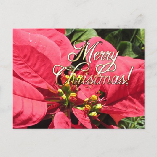 Postal Xmas 002  - Postcard Briefkaart (Voorkant)