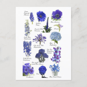 Postale Blauwe bloem Briefkaart