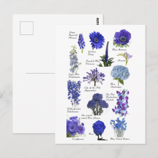 Postale Blauwe bloem Briefkaart (Voorkant / Achterkant)