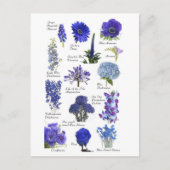 Postale Blauwe bloem Briefkaart (Voorkant)