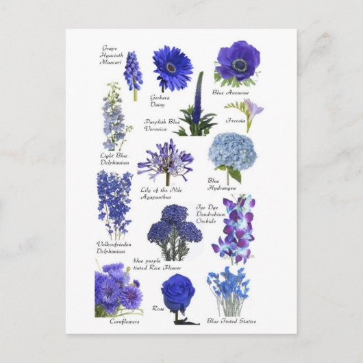 Postale Blauwe bloem Briefkaart (Voorkant)