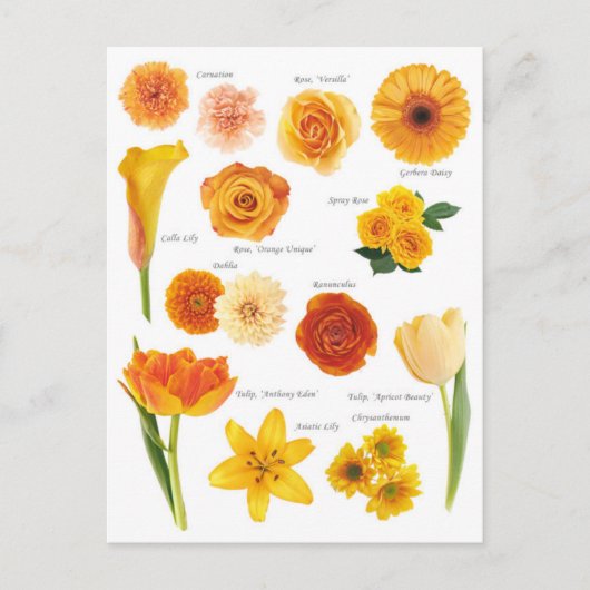 Postale bloem Oranje Briefkaart (Voorkant)