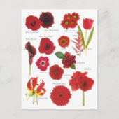 Postale bloem Rode bloem Briefkaart (Voorkant)