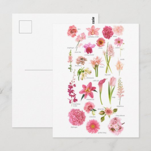 Postale Fleur Pink Briefkaart (Voorkant / Achterkant)