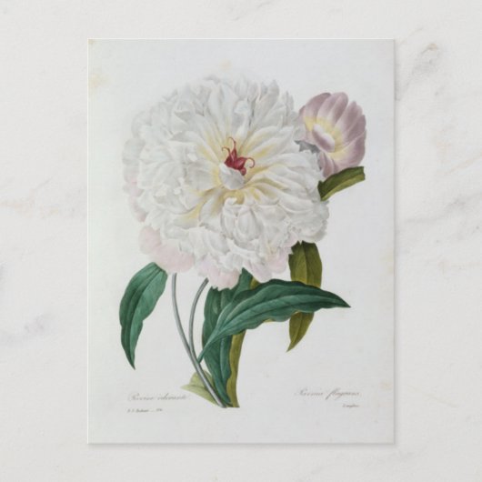 Postale Fleurs 10-kaart Briefkaart (Voorkant)