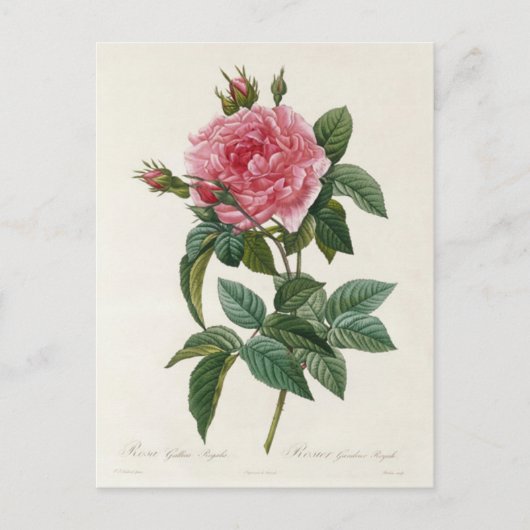 Postale Fleurs 11-kaart Briefkaart (Voorkant)