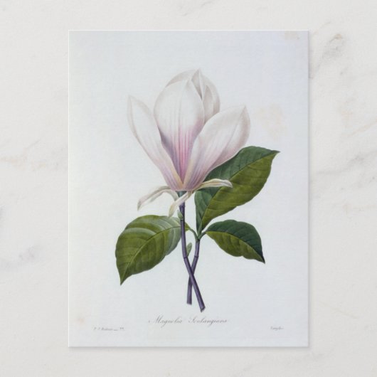Postale Fleurs 12-kaart Briefkaart (Voorkant)