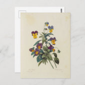 Postale Fleurs 13 Briefkaart (Voorkant / Achterkant)