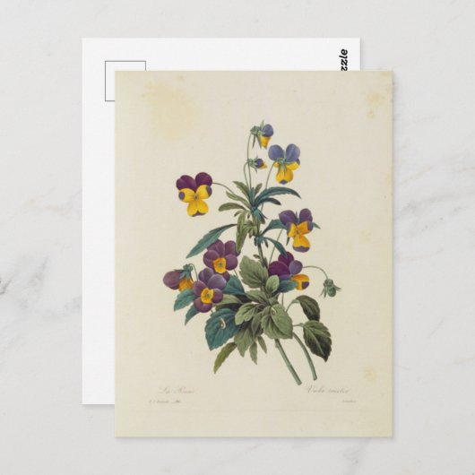 Postale Fleurs 13 Briefkaart (Voorkant / Achterkant)