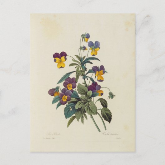 Postale Fleurs 13 Briefkaart (Voorkant)