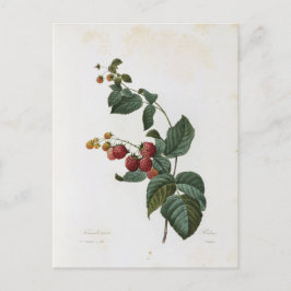 Postale Fleurs 17-kaart Briefkaart