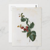 Postale Fleurs 17-kaart Briefkaart (Voorkant / Achterkant)