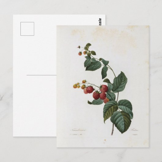 Postale Fleurs 17-kaart Briefkaart (Voorkant / Achterkant)