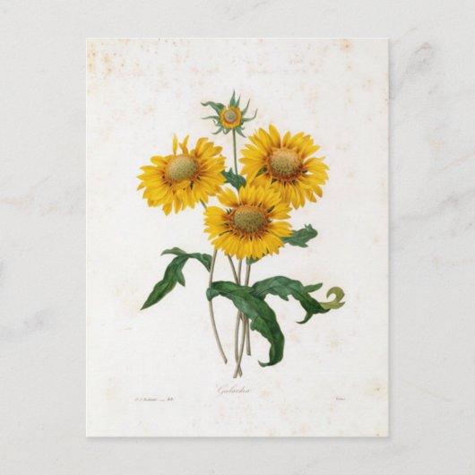 Postale Fleurs 7 Briefkaart (Voorkant)